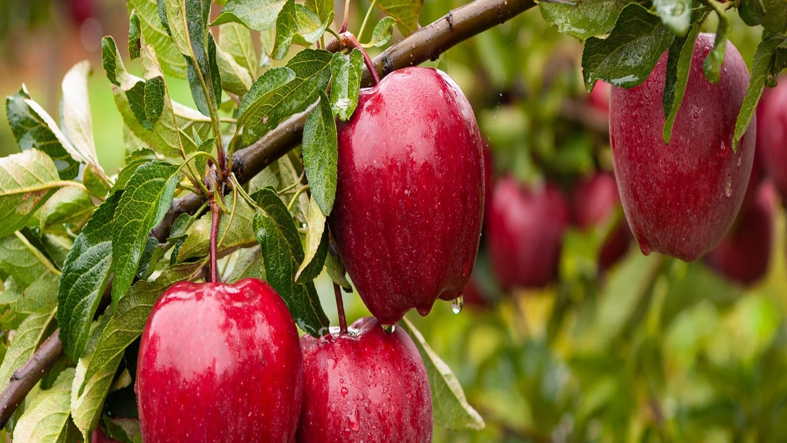 Climate Change: डॉक्टर को दूर रखने वाला सेब ...