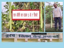 1 लौकी से भर सकता है 50 लोगों का पेट, राजस्थान में तैयार हुई यह विशेष किस्म