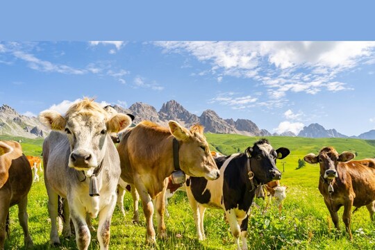 विशेषज्ञों का कहना है कि गायों (Cows) और अन्य मवेशियों से डकार और गैस के रूप में काफी मात्रा में मीथेन गैस निकलती है. (प्रतीकात्मक तस्वीर: shutterstock)