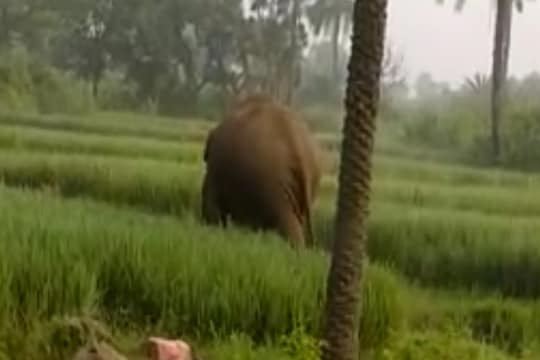 गोड्डा में हाथी ने 3 व्यक्ति को कुचल डाला.