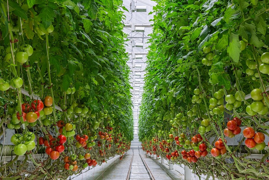  ग्रीनहाउस तकनीक (Greenhouse Technique) में प्रकाश का नियंत्रण भी किया जा सकताहै , लेकिन इसके बहुत खर्चीले होने पर शोधकर्ताओं का कहना है कि यह तकनीक पर्यावरण (Environment) पर बहुत कम दबाव डालती है. मिसाल के तौर पर जहां आम खेतों में एक वर्ग मीटर में चार किलो टमाटर (Tomato) ऊगते हैं, वहीं आधुनिक तकनीकों से सुसज्जित इन ग्रीन हाउस में 80 किलो प्रति वर्ग मीटर टमाटर ऊगते हैं और इससे लागतों का खर्चा आसानी से निकल आता है. (प्रतीकात्मक तस्वीर: shutterstock)