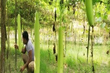 लोकआस्था का महापर्व छठ: कटिहार के किसान 100 एकड़ में करते हैं कद्दू की खेती