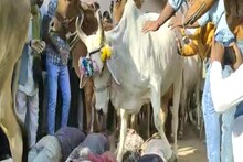MP : यहां दीपावली के अगले दिन होता है 'मौत का खेल', गायों के पैर से खुद को कुचलवाते हैं लोग
