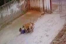 मासूम बच्ची पर आवारा कुत्तों ने किया हमला, नोच-नोच कर खाया, देखें खौफनाक Video