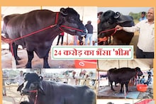 पुष्कर मेले में पहुंचा 24 करोड़ का भैंसा, वजन 1500 KG, हर माह 2 लाख का खर्चा, खुराक जानकर रह जाएंगे दंग