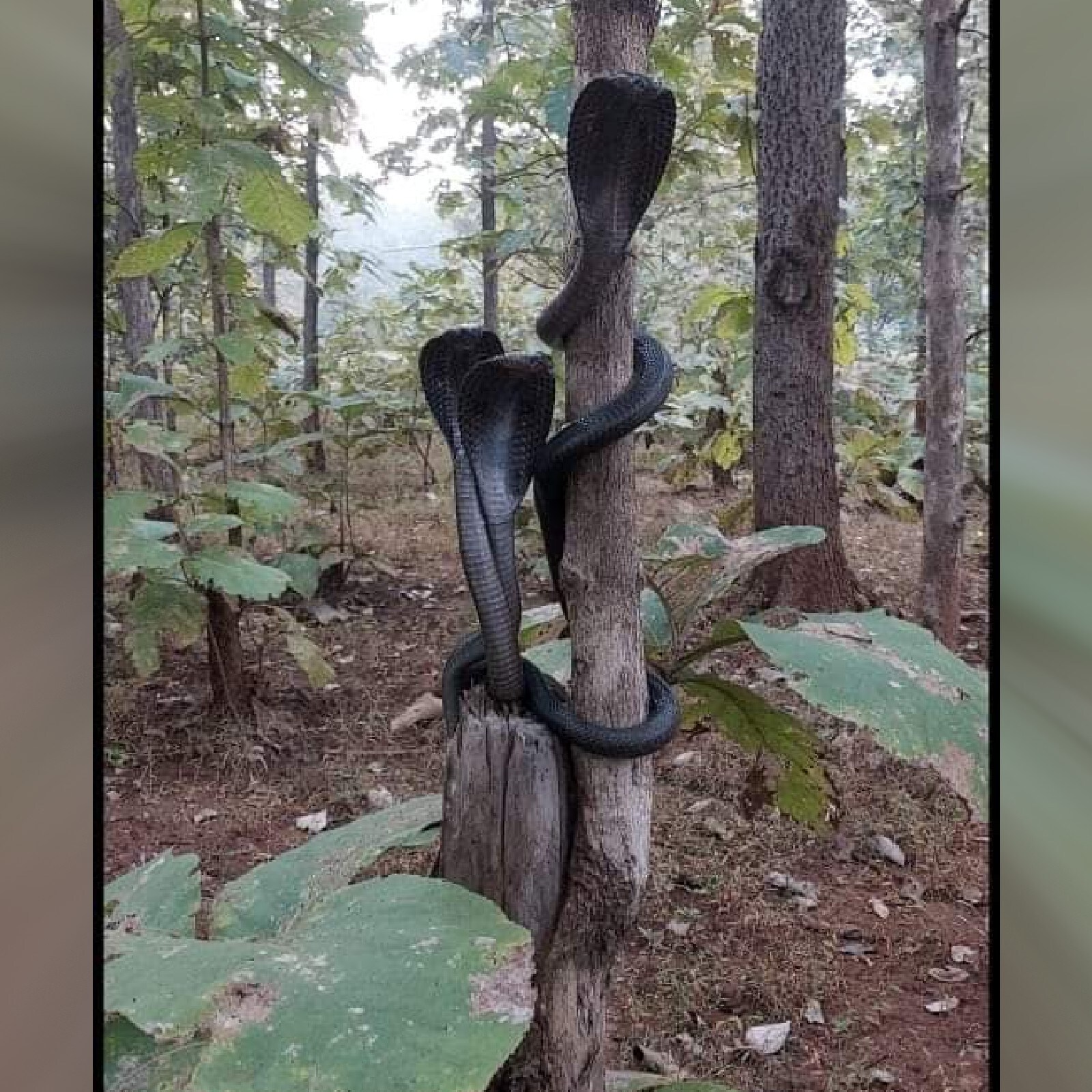 तीन कोबरा को एक साथ पेड़ पर देखा जाना बेहद अनोखा माना गया है. (Pic- News18)