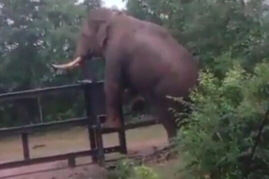 हाथी का वीडियो वायरल. (Pic- Twitter)