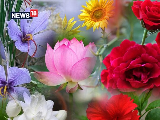 ये फूल खूबसूरत होने के साथ अपने भीतर कई औषधीय गुण समेटे हुए हैं.