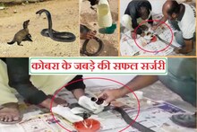 OMG: नेवले के साथ लड़ाई में जख्मी हो गया था कोबरा का जबड़ा, बेहोश कर की गई सर्जरी