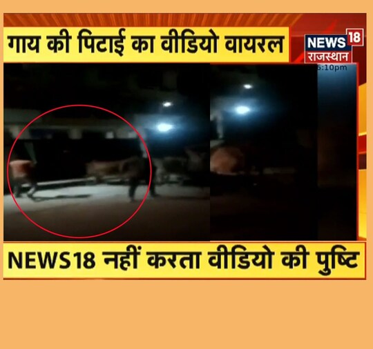 Kota News: राजस्थान के कोटा में बेजुबानों की पिटाई का वीडियो वायरल हो रहा है.
