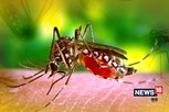 Noida News: नोएडा में डेंगू के तीन नए मामले, जिले में अब तक 639 मरीज संक्रमित