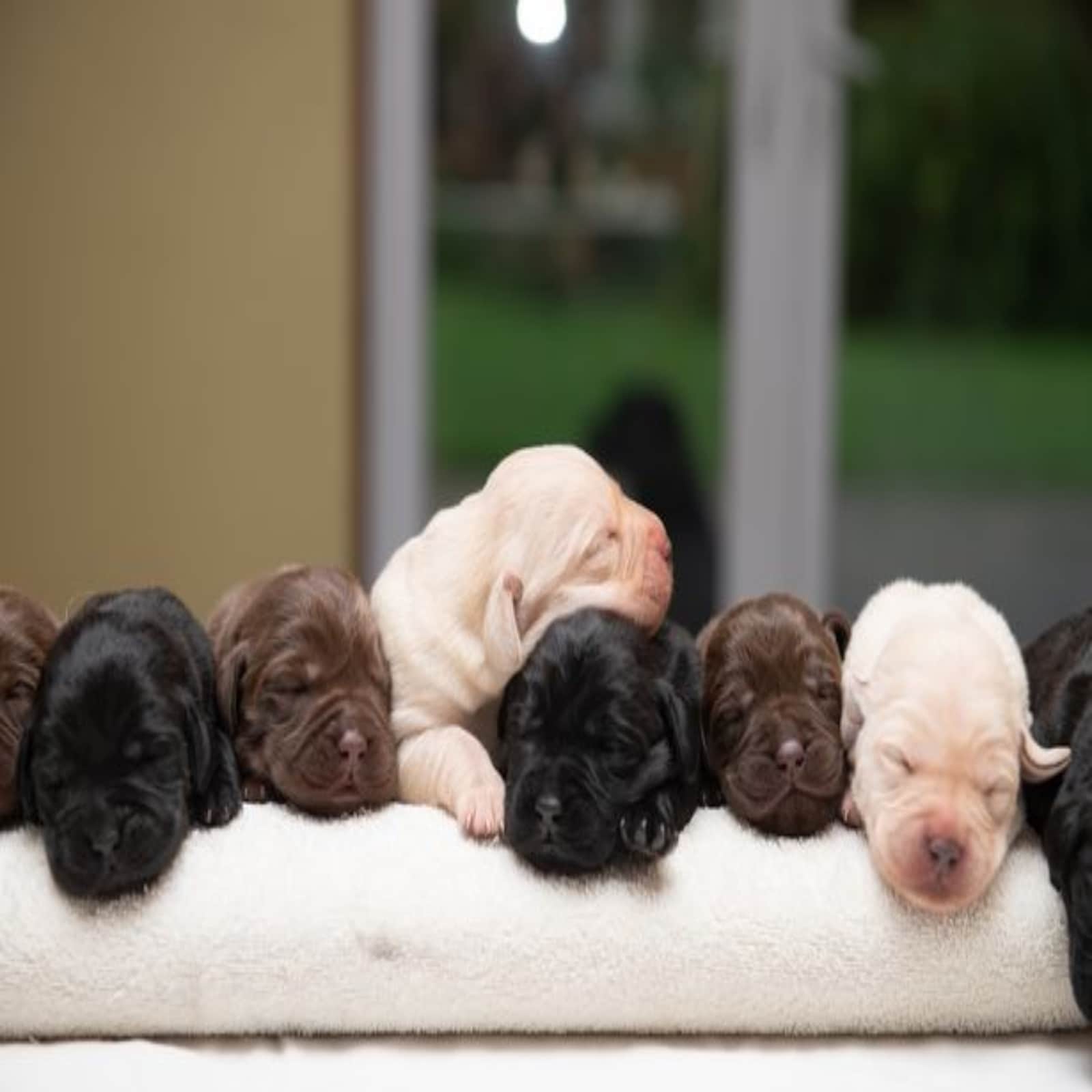 rare lebrador puppies born