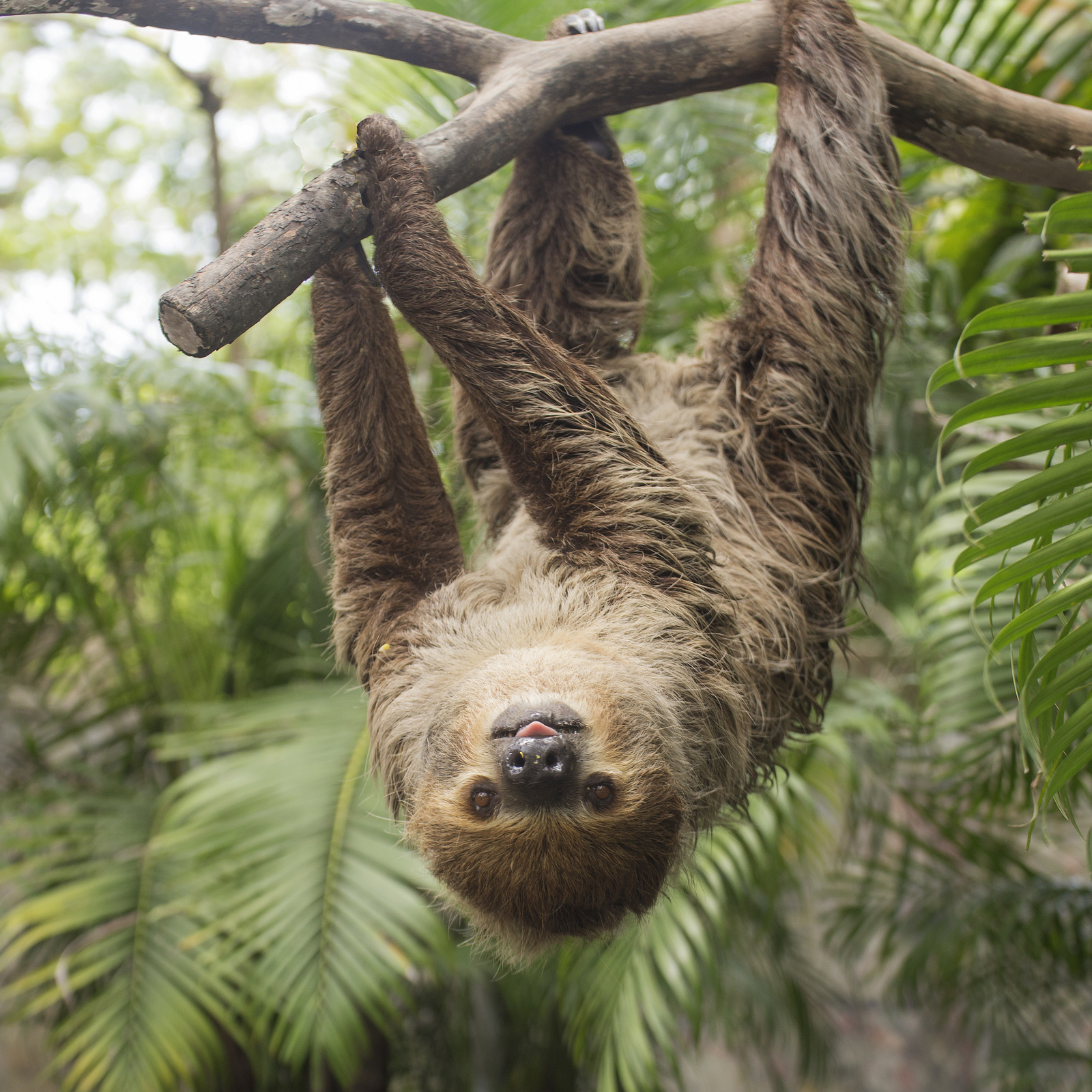Most lazy animal of world is sloth which spent his life with almost in hanging - दुनिया का सबसे आलसी जानवर, जो पूरी जिंदगी उल्टा लटककर ही बिता देता है – News18 हिंदी Most lazy animal of world is sloth which spent his life with almost in hanging - दुनिया का सबसे आलसी जानवर, जो पूरी जिंदगी उल्टा लटककर ही बिता देता है – News18 हिंदी