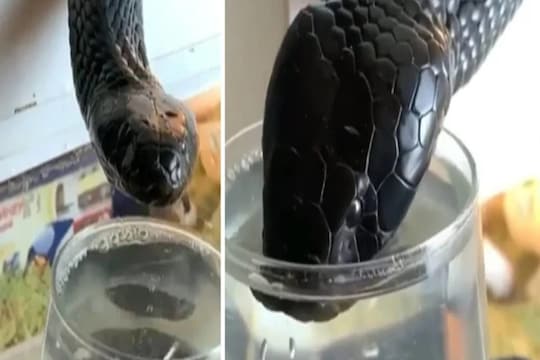 सोशल मीडिया (Viral Video On Social Media) पर एक ऐसा वीडियो  (Snake drinks water from glass)  वायरल हो रहा है, जिसमें वो ग्लास से पानी पी रहा है. (Credit- Instagram)