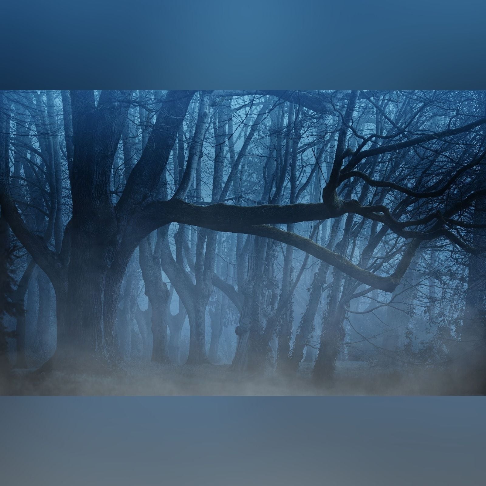 suicide forest in japan 1