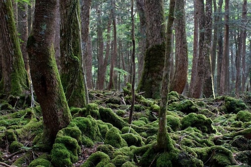 इस रहस्यमयी जंगल में कई लोगों ने आत्महत्या की है. (फोटो: Twitter/@Texaschickswho1)