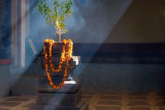 तुलसी के पौधे में रविवार और एकादशी के दिन जल नहीं चढ़ाना चाहिए-Image-shutterstock.com