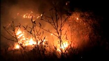 नैनीताल: जंगलों की आग रोकने के लिए वन विभाग का प्लान, 300 वन प्रहरियों की होगी तैनाती!