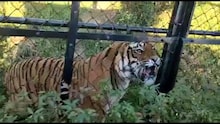 नैनीताल: पहाड़ों की ओर बाघों के बढ़ते कदम, सतर्क हुए ग्रामीण