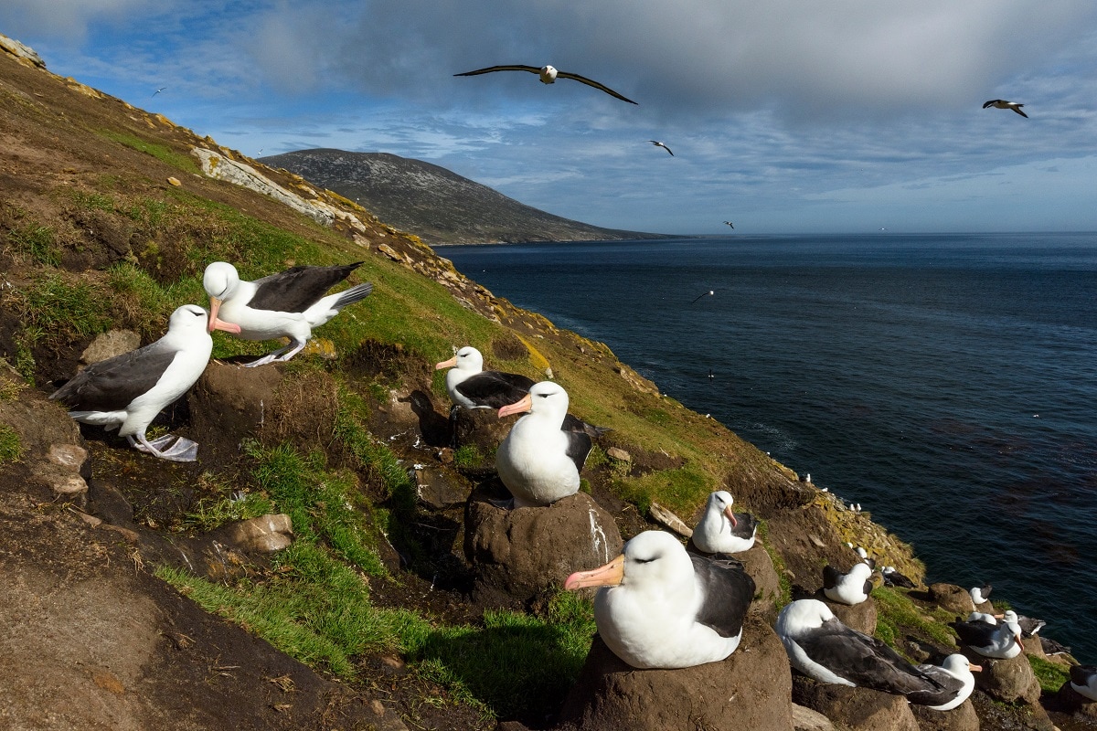  शोधकर्ताओं ने पाया कि पिछले कुछ सालों मे गर्म समुद्री सतह के तापमान में गड़बड़ियों (SSTA) के कारण मादा पक्षियों को सफल संबंध होने के बाद भी साथी बदलने पर मजबूर कर रही हैं. शोधकर्ताओं का कहना है कि बदलते जलवायु के हालात के कारण एल्बैट्रोस (Albatross) की प्रजनन (Breeding) प्रक्रियाएं प्रभावित हो रही हैं. इससे उनके अलागाव की दर सीधे तौर पर प्रभावित हो रही है. (प्रतीकात्मक तस्वीर: shutterstock)