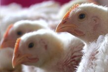 केरल में फैल रहा बर्ड फ्लू का प्रकोप, बतख, मुर्गियों को मारने के दिए गए आदेश
