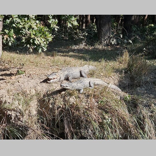 सीएम पुष्कर धामी की विधानसभा खटीमा में उत्तराखंड का पहला क्रोकोडाइल ईको पार्क बनकर तैयार हो गया है.