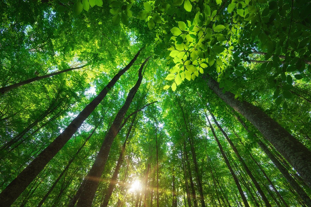  इस अध्ययन की सह लेखक डैनेए रोजोंडॉल ने बताया, “हमने पाया कि नम और सूखे वन (Forests) गुणों के लिहाज से बहुत अलग होते हैं. नम वनों की प्रजातियों के ऐसे गुण होते है जो एक उतपादक और नम वातावरण में उनकी वृद्धि दर बढ़ाते हैं. वहीं सूखे वनों में सूखो सहन करने वाले गुणों वाली प्रजातियां होती हैं. वनों के विकास (Evolution) की रास्ते भी जलवायु (Climate) के हिसाब से अलग अलग होते हैं.” युव सूखे वनों में मूलतः उनके गुणों में बदालव आता है जो उन्हें सूख से बचा सकते हैं जैसे उनकी पत्तियों का आकार छोटा होता है. (प्रतीकात्मक तस्वीर: shutterstock)