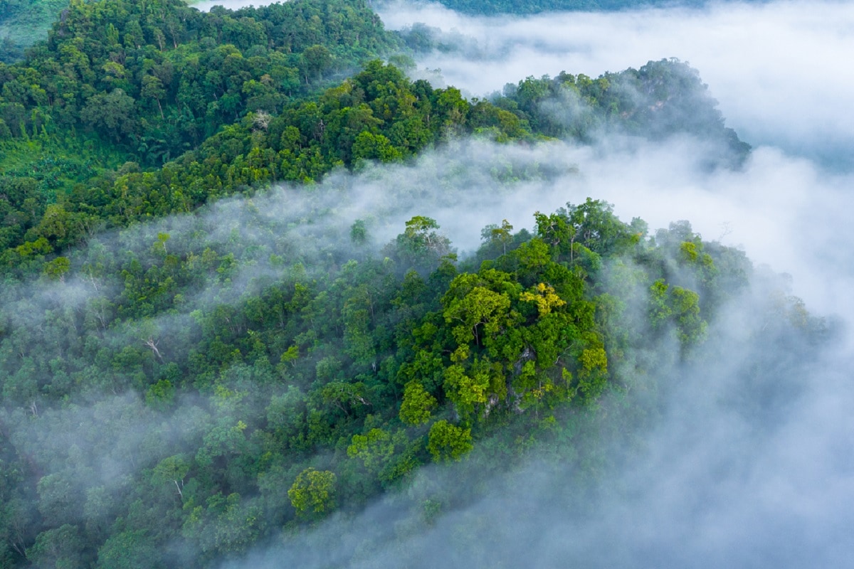  यह यह बताता है कि पुनर्वनीकरण (Reforestation) के लिए किसी तरह के पेड़ों की प्रजातियों को चुना जाना चाहिए,जिससे उष्णकटिबंधीय वनों (Tropical Forest) का पुनर्वनीकरण सफलतापूर्वक किया जा सके. यह विशेष तौर से अहम है क्योंकि उष्णकटिबंधीय वनों का दुनिया की जैवविविधता (Biodiversity), कार्बन भंडारण और पानी के नियमन में बहुत महत्वपूर्ण योगदान है. शोधकर्ताओं ने उत्तर और दक्षिणी अमेरिका के 30 उष्णकटिबंधीय वनों के 1.27 लाख पेड़ों के आंकड़ों का अध्ययन किया. (प्रतीकात्मक तस्वीर: shutterstock)
