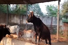 अंबाला में UP से आए नौकर ने गाय की सिर में हथौड़ा मारकर की हत्या, वारदात के बाद फरार