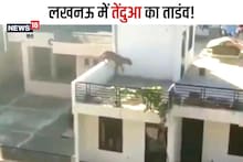UP News: दीवारों को फांदकर छत पर पहुंच गया...लखनऊ में तेंदुए का तांडव, देखें वायरल वीडियो