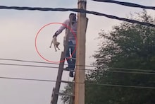 कुत्ते के डर से बिजली के खंभे पर चढ़ गया बिल्ली का बच्चा, फिर क्या हुआ? देखें Video