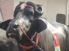 21 करोड़ के सुल्‍तान का बेटा पंजाब में बना चैंपियन, रोजाना पीता है 5 लीटर दूध