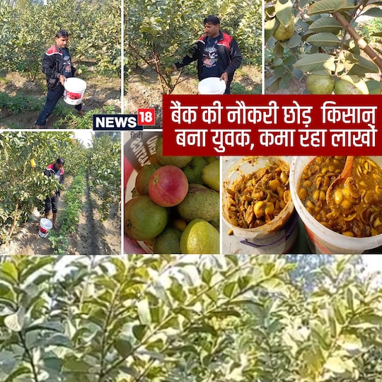 सोनीपत के युवक ने बैंक की नौकरी छोड़कर अमरूद की बागवानी शुरू की और अब लाखों की कमाई कर रहा है.