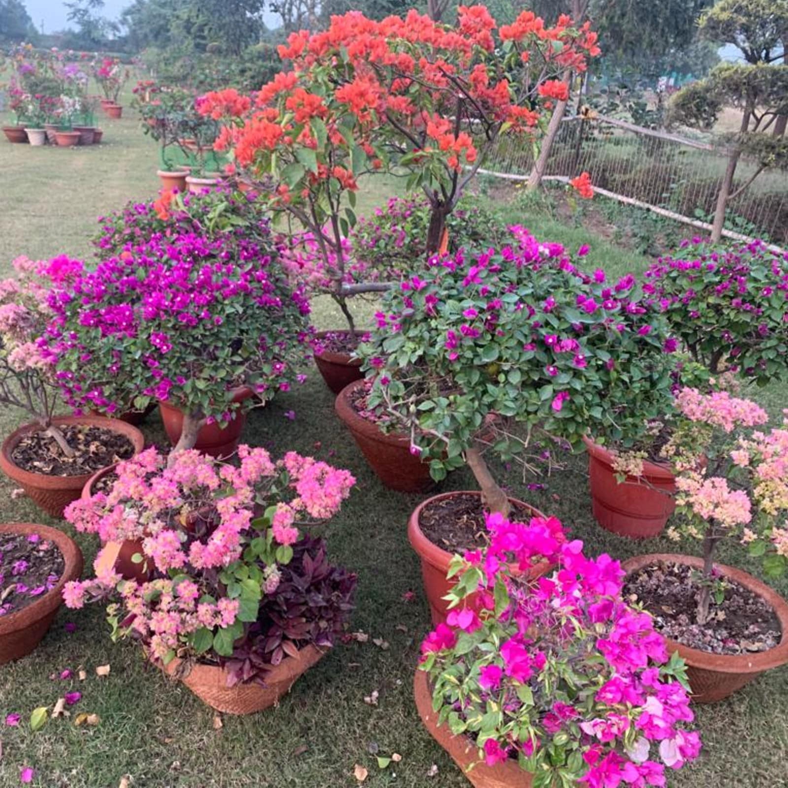  इस दौरान गुलदाउदी के फूल और पौधे भी इस प्रदर्शनी मे रखे गए. डॉ एससी शर्मा ने बोगनवेलिया के इतिहास से परिचय कराते हुए बताया कि यह पौधा लगभग 300 वर्ष पूर्व ब्राजील से भारत लाया गया था.