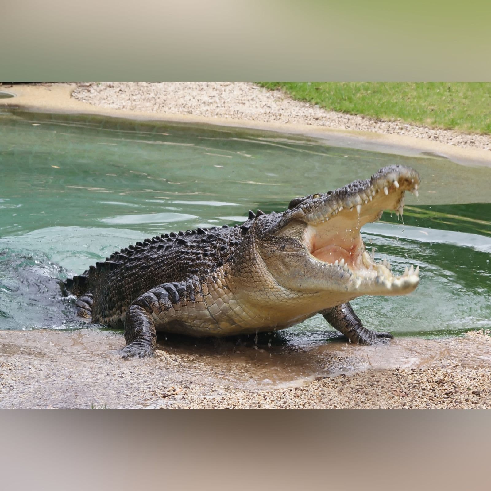 नदी में स्विमिंग कर रही युवती का पानी में इंतजार कर रहा था खौफनाक