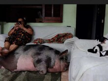 3 साल की उम्र में वजन हुआ ढाई सौ किलो, 1 दिन में निगल जाती है 6 Kg फल-सब्जियां