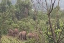 रामगढ़ में जंगली हाथियों का आतंक, 1 शख्‍स को कुचल कर मार डाला, धान-सब्‍जी की फसल को किया बर्बाद