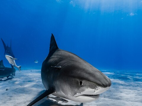 DFO ने बताया कि वन विभाग के अधिकारियों, मछुआरों और वन्यजीवों के संरक्षण में काम करने वालों ने शार्क को समुद्र तक वापस पहुंचाया. (प्रतीकात्मक तस्वीर-shutterstock.com)