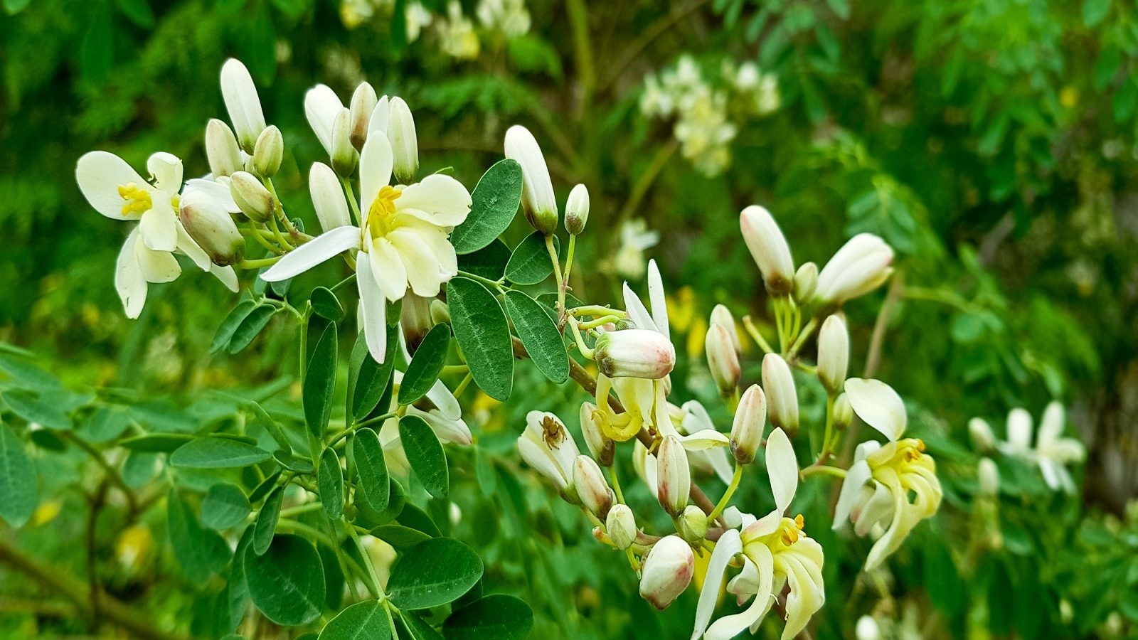 Drumstick flowers benefits for health mt Drumstick Flowers Benefits