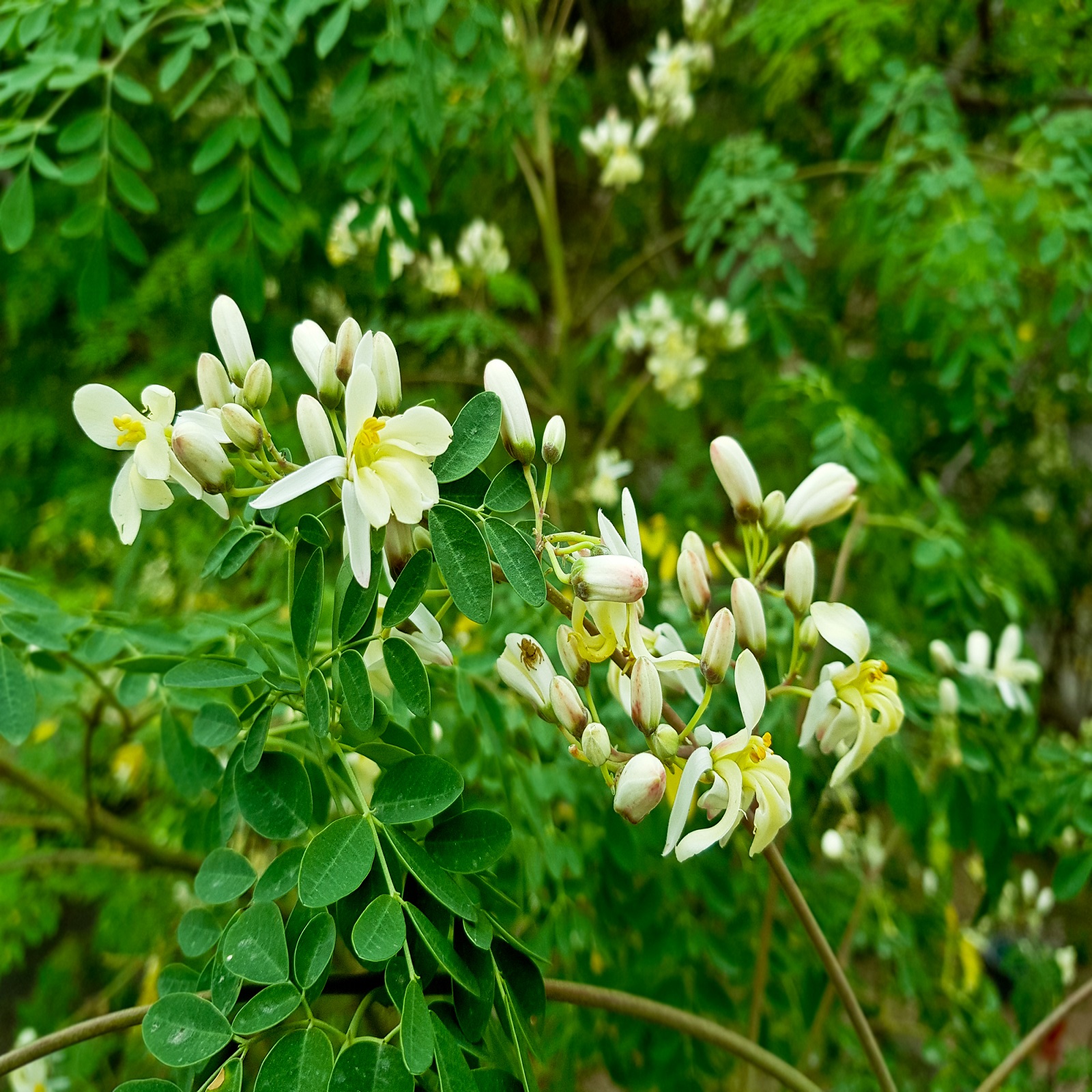Drumstick Flowers Benefits सहजन की फली ही नहीं फूल भी सेहत के लिए हैं