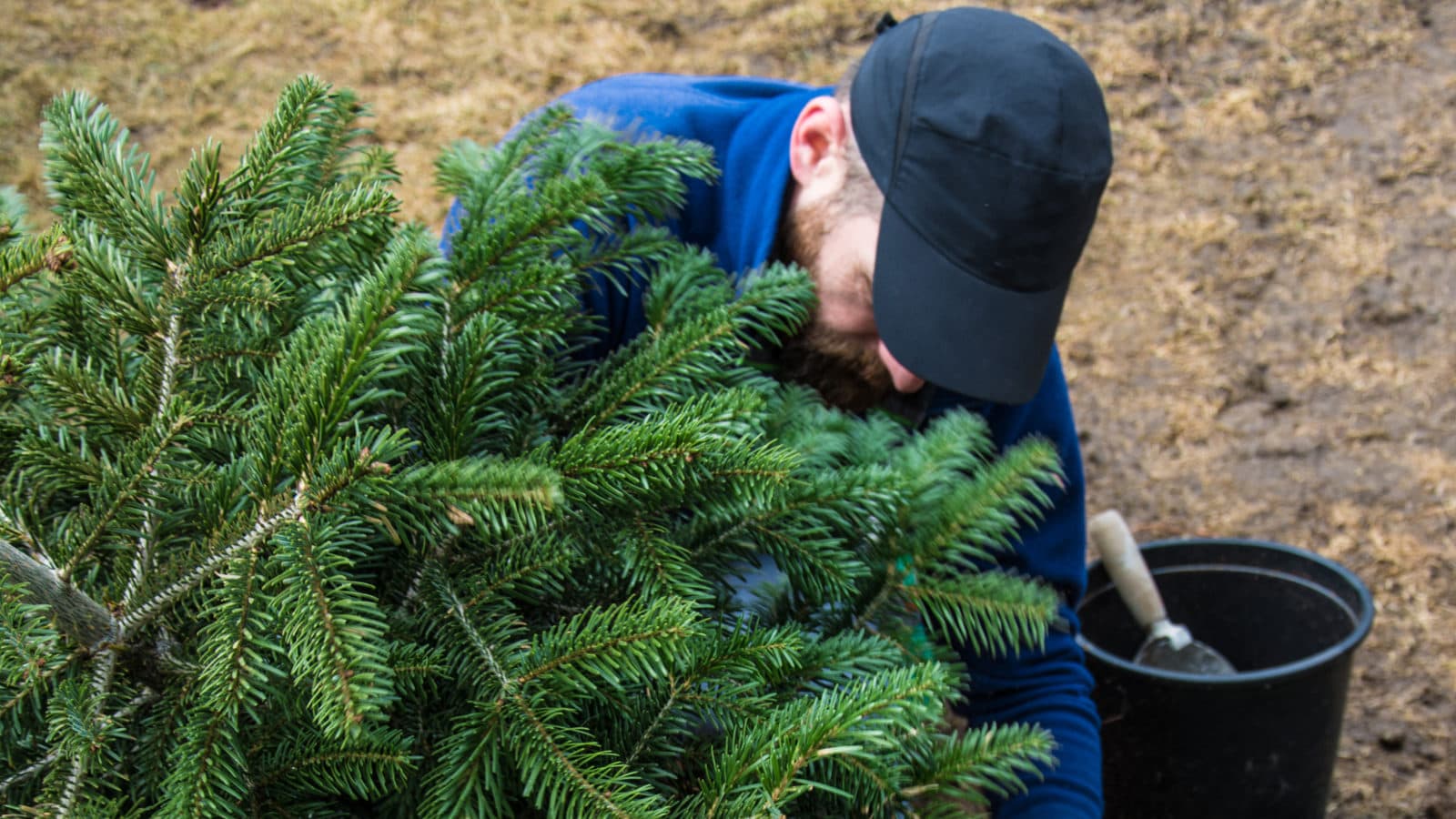 Christmas Tree Plant को हेल्‍दी और खूबसूरत बनाने के लिए अपनाएं 5 बहुत