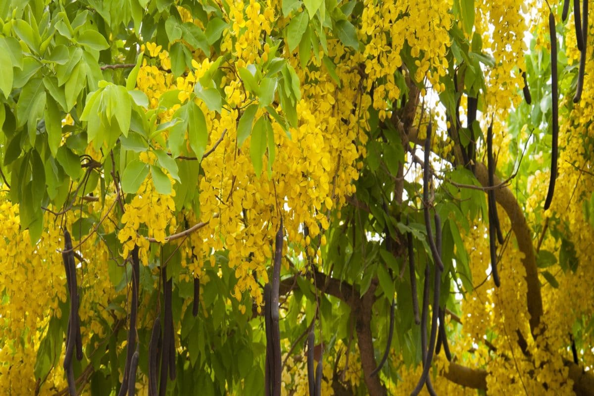 Amaltas Extract, Packaging Size: 1 kg, Packaging Type: Packet at Rs 2500/kg  in Delhi