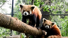 नैनीताल के चिड़ियाघर में दुनिया का सबसे प्यारा जानवर, रेड पांडा के बारे में ये बातें नहीं जानते होंगे आप