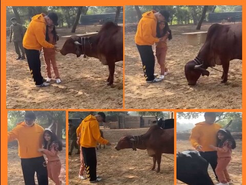 अक्षय ने बेटी नितारा के हाथ से गाय को रोटी और चारा खिलाया.