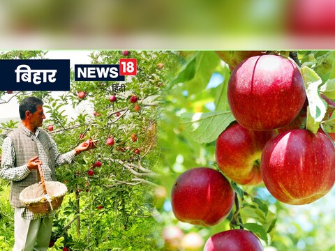 Bihar Apple Farming: अब बिहार में भी होगी सेब की खेती, बढ़ेगी किसानों की आमदनी.