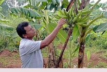 नक्सल प्रभावित इलाके में किसान उगा रहा केरल का स्पेशल केला, 4 गुनी बढ़ी कमाई