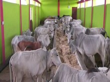 गौशाला में गौवंश की मौत : जानिए MP में सरकार कितना खर्च कर रही है एक गाय पर