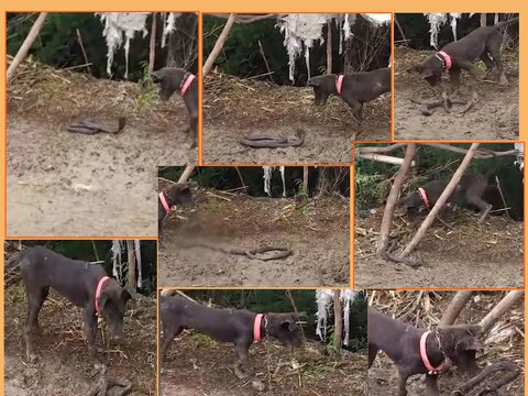 Bundi Viral Video: सांप से अपने मालिक के परिवार की जान बचाने के लिए पालतू कुत्ता अपनी जान पर खेल गया. 