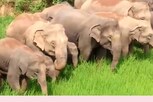 कोरबा में हाथियों का उत्पात, उजाड़े घर, नष्ट की फसल, 40% घटा खेती का रकबा
