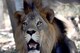 चेन्नई: चिड़ियाघर में कोरोना सैम्पल लेते वक्त मर गए मादा तेंदुआ और एक शेर